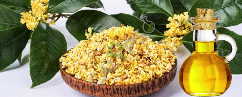 Puro osmanthus absoluto aceite